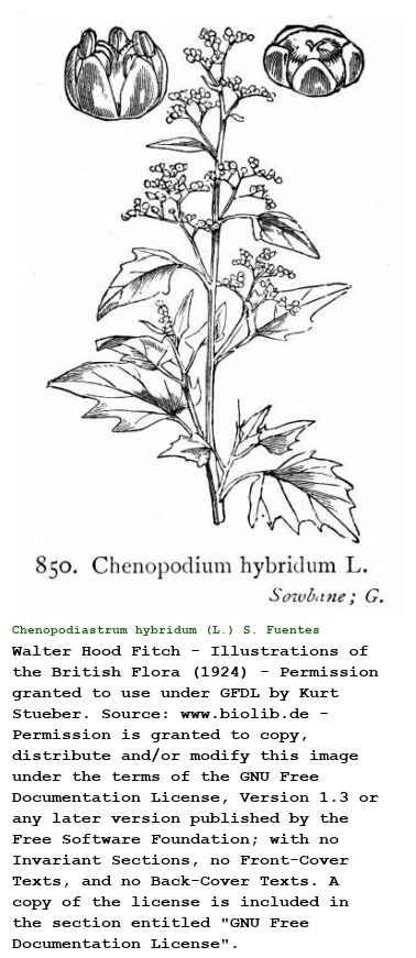 Chenopodiastrum hybridum (L.) S. Fuentes & al.